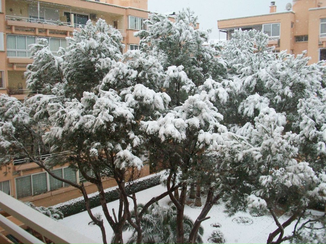 Lyudmila Oieshko | Palma