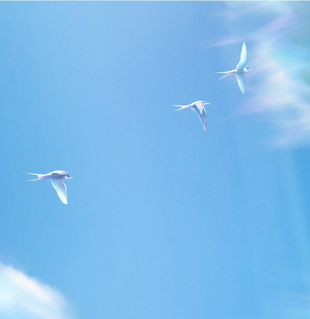 Светлана Александрова | 