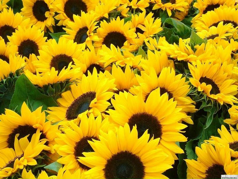 Регина Хайруллина | Уфа