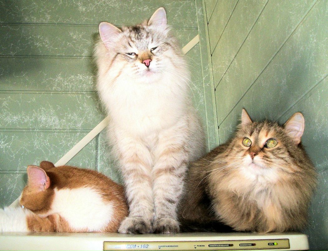 Ирина Филиппова | Санкт-Петербург