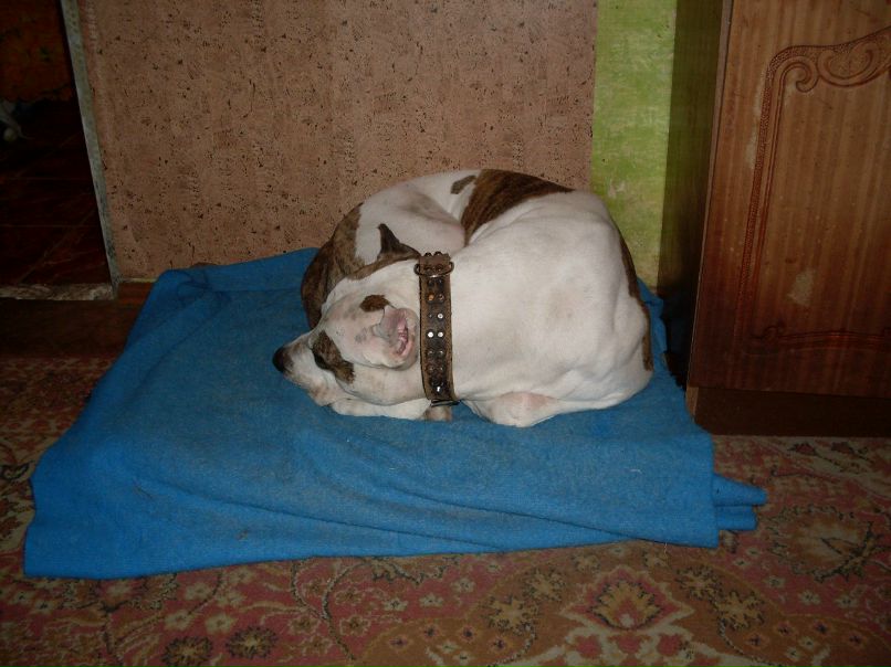 Антон Науменко ДоН  АнТоНиО | Киев