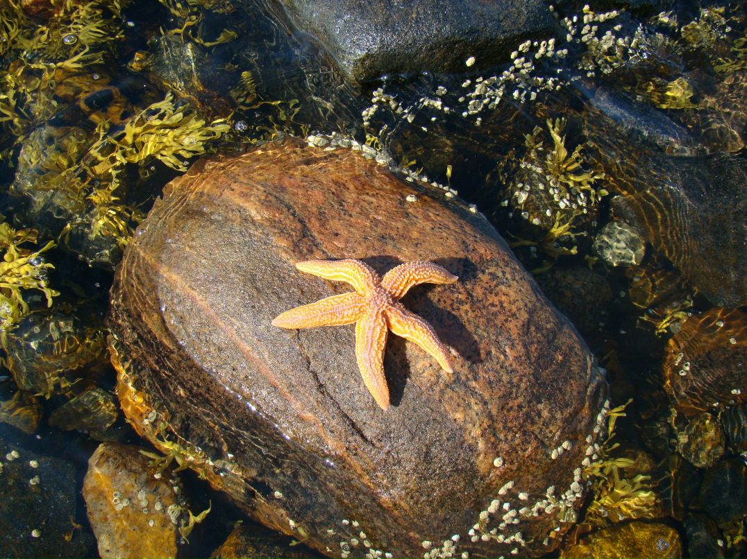 Алла Николаева | Москва