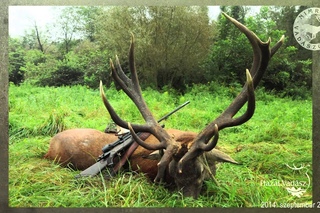 2014. szeptember 28: NIMRÓD Percek - Egy 13,9 kg-os bika Zalából