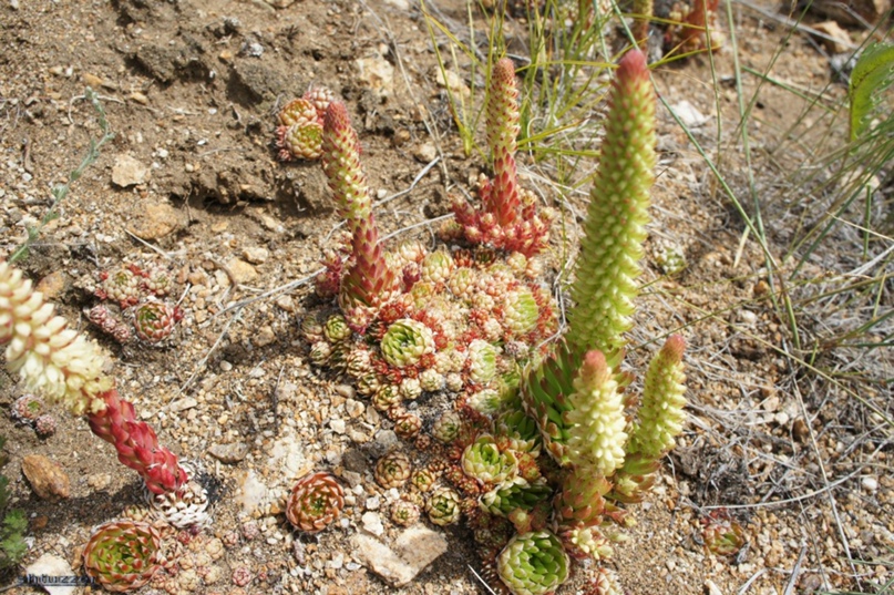 Дашик Зу | Санкт-Петербург