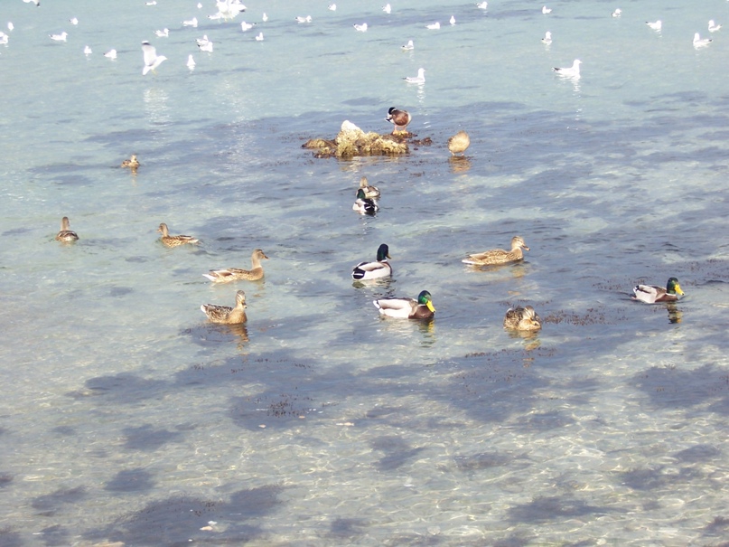 Евгений Геращенко | Севастополь
