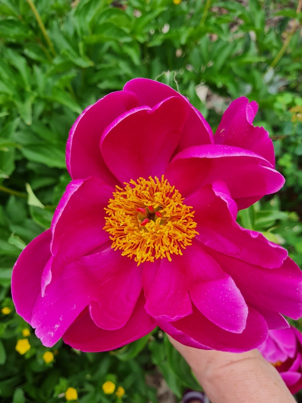 Елена Петрухина | Самара