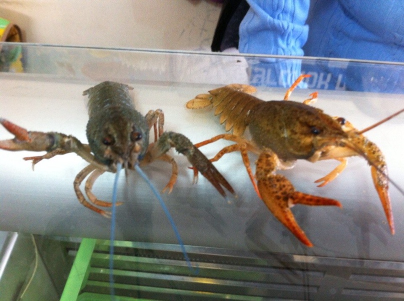 Женя Тихомиров | Вологда