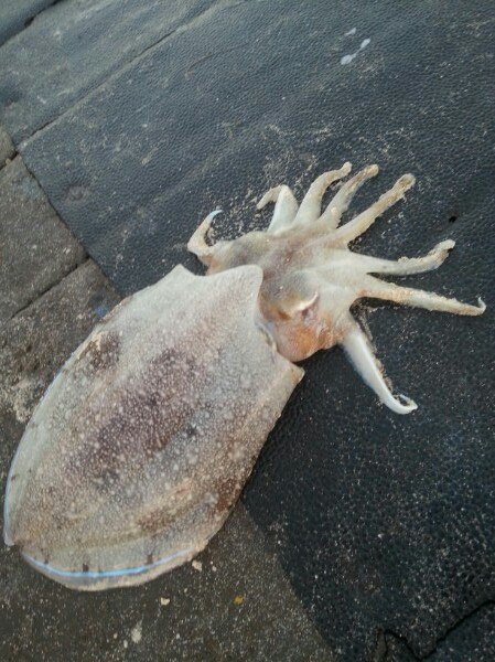 Мария Андреевская |