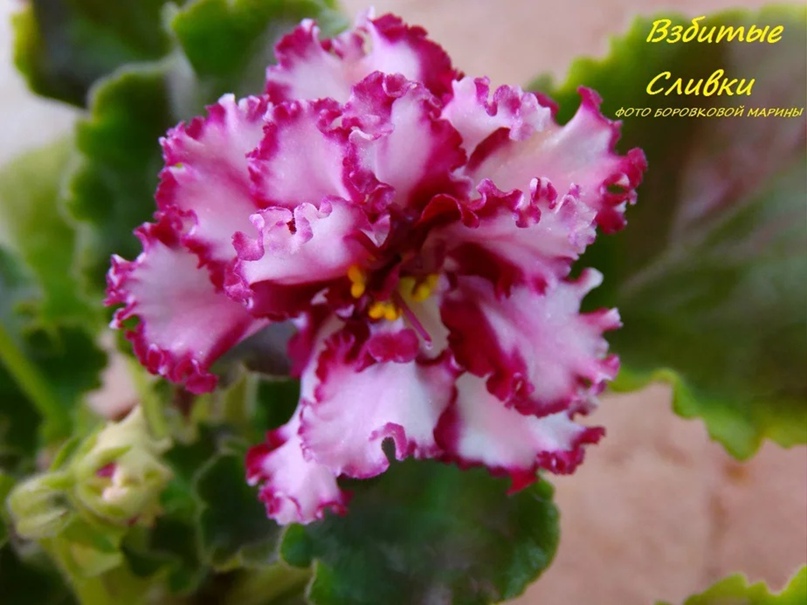 Марина Боровкова | Челябинск