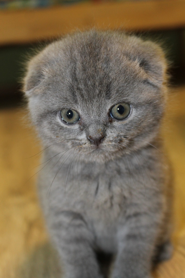 Вадим Антонов |