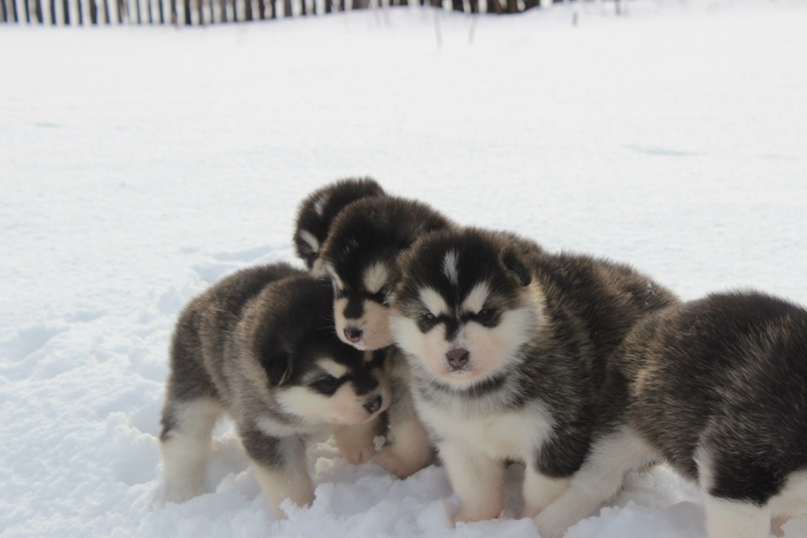 Александр Шкляев | Краснокамск