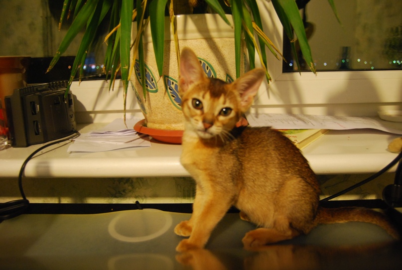 Дмитрий Репников | Подольск