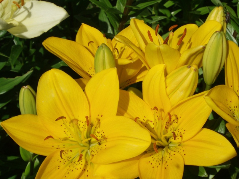 Людмила Родионова | Остров