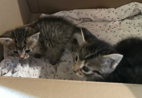 Добрый вечер отдам очаровательных мальчиков в хорошие руки