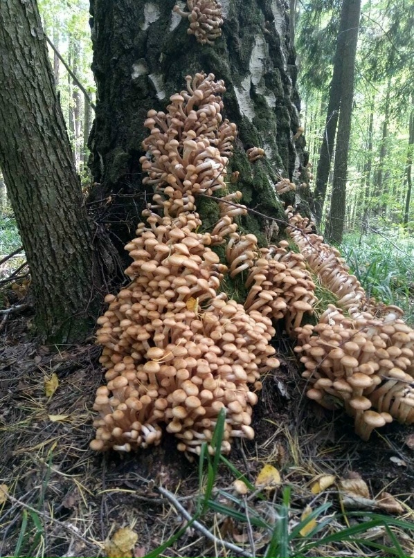 Как растут опята фото Как растут опята фото