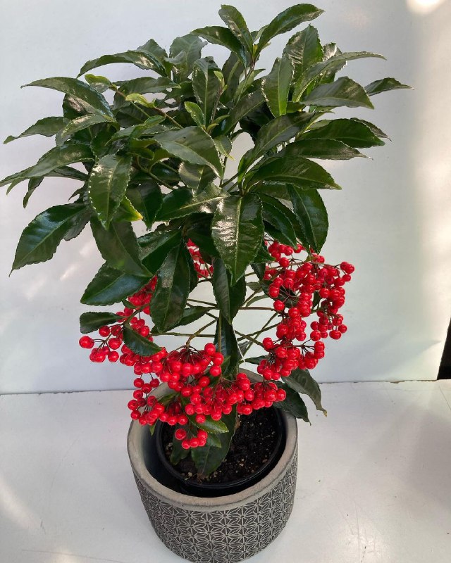 Ардизия (82 фото): описание цветка, уход, пересадка и размножение растения ардиз