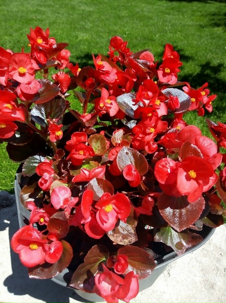 Бегония в открытом грунте фото Бегония в открытом грунте фото