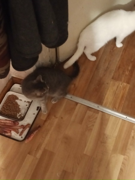 Может кому нибудь нужна кошечка