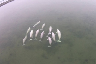 Абсолютная грация. Белухи в Охотском море// White whales in the Sea of Okhotsk