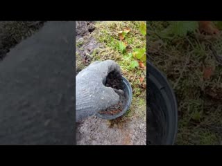 как вырастить морошку из корней