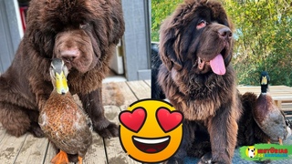La extraordinaria amistad entre un mastn tibetano de 55 kilos y un pato
