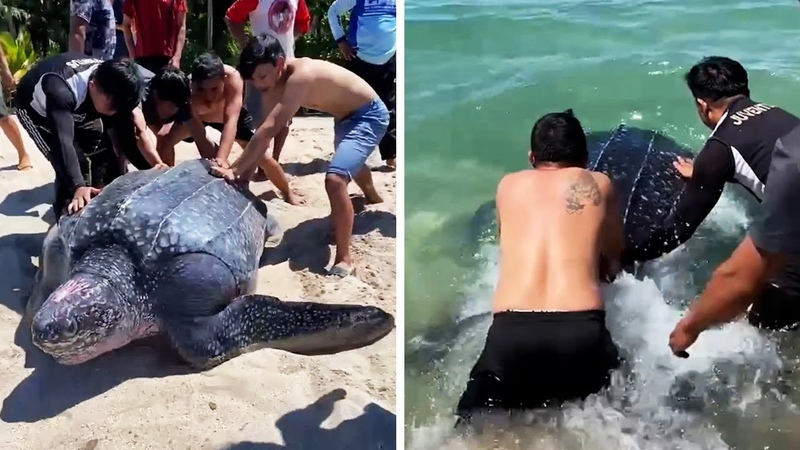 Team Effort Stranded Giant Turtle Rescued From