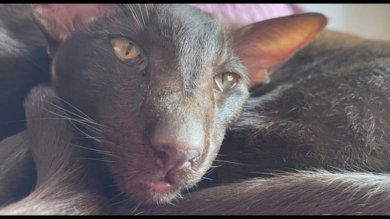 Oriental Shorthair Cat Carla Loves Warm