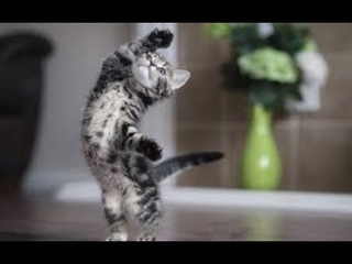 Приколы с котами.Кошачий вальс.Котята танцуют.Fun with  waltz. Kittens are dancing.