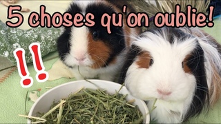 5 choses qu'on oublie parfois de faire! - Soins cochon d'inde