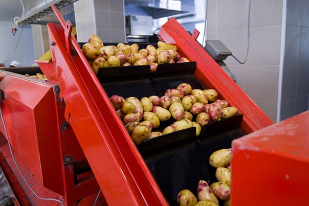 сортировка и калибровка овощей. сортировщик овощей роликовый sr 1584. обработка овощей сортировка. калибровка овощей. калибровка овощей.