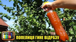 Попелиця боїться цього як вогню! Кращий засіб від попелиці без всякої хімії