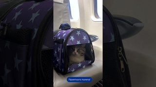 Как перевезти питомца на борту самолета Utair