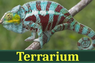 Пантерный хамелеон (лат. Furcifer pardalis)