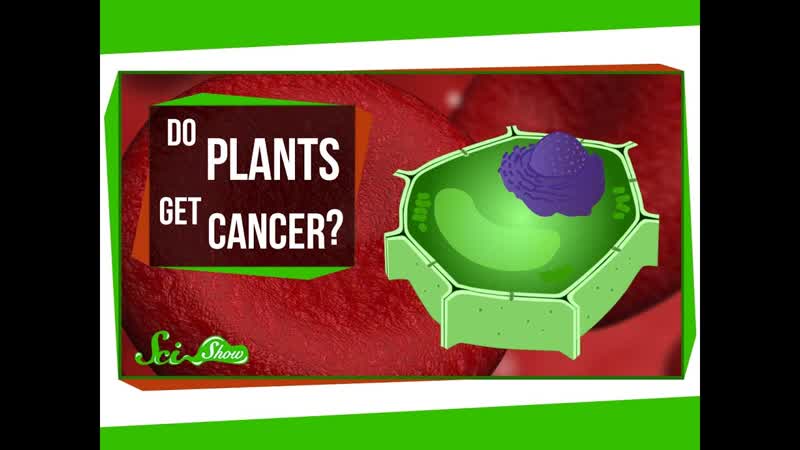Do Plants Get