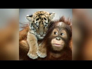Meet the Orangutan Who Pretends He's a Parent to Adorable Tiger Cubs