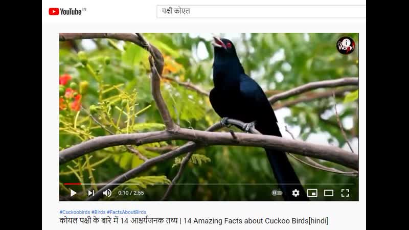 Поёт индийская кукушка ( cuckoo) Коэль पक ष क