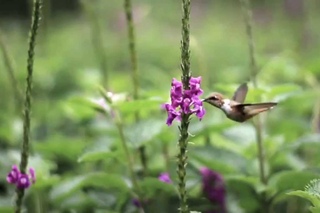 Винногорлый селасфорус / Volcano Hummingbird / Selasphorus flammula