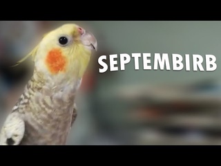 Birb can't stop singing September